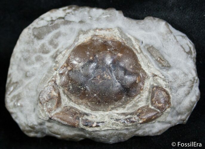 Fossil Crab Pulalius - Washington State #2533